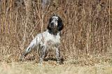 SETTER ANGLAIS 049